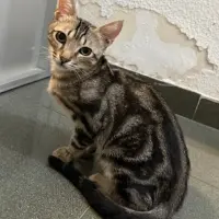 Adopta a Aladdín