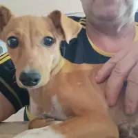 Adopta a Carmela