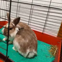 Adopta a Pumuki Y Tasmania