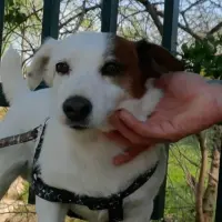 Adopta a Pancho