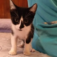 Adopta a Chiquilín