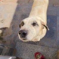 Adopta a Mali