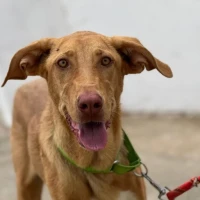 Adopta a Erika