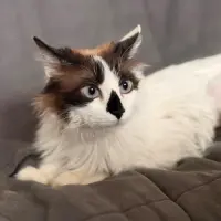 Adopta a Niebla