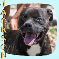 Adopta a Jackson