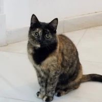 Adopta a Ivy