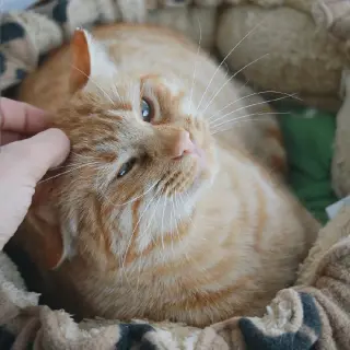 Manolito