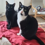 Adopta a Salem y Félix