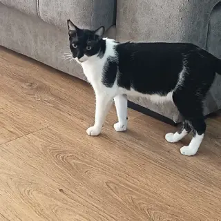 Tom