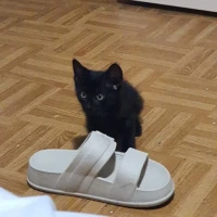 Adopta a Blade