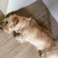 Adopta a Lluna