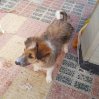 Adopta a Alfa Y Gruñón