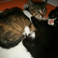 Adopta a Kiara y Figaro