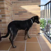 Adopta a Pancho