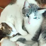 Adopta a Albedo Y Zuro