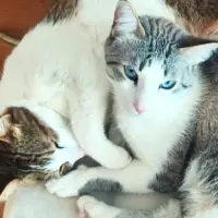Adopta a Albedo Y Zuro