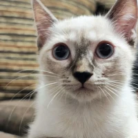 Adopta a Alaska