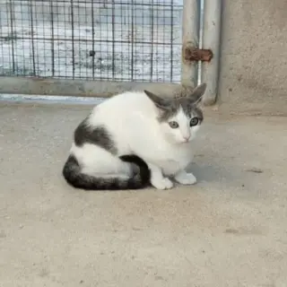 Peca