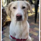 Adopta a Scooby
