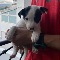 Adopta a Jazmín