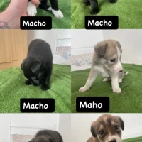 Adopta a Cachorro