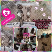 Adopta a Pandy y Ada
