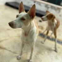 Adopta a Piña, Perrita De 10 Kg, Tlf 645978718