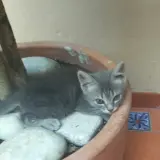 Adopta a Mitsumichi