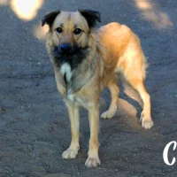 Adopta a Chuby