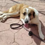 Adopta a Zule