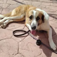 Adopta a Zule