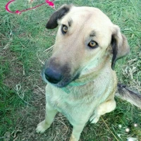 Adopta a Khalesi