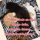 Adopta a Simba