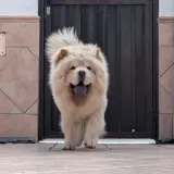 Adopta a Berlín