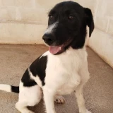 Adopta a Pierre