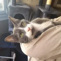 Adopta a Orión