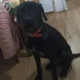 Adopta a Tango