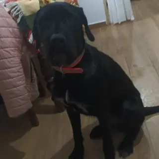 Tango