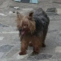 Adopta a Croki