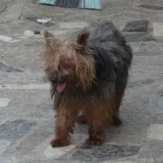 Croki