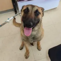 Adopta a Malibú