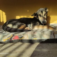 Adopta a Thor