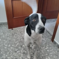 Adopta a Rufus