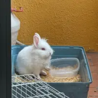 Adopta a Perlita