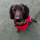 Adopta a Rocko Occo