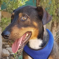 Adopta a Mele