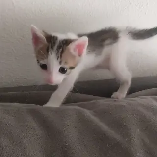 Roberto