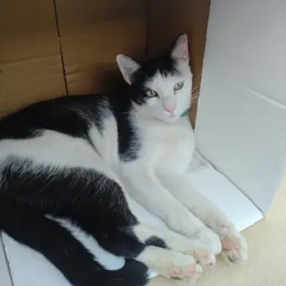 Charlie