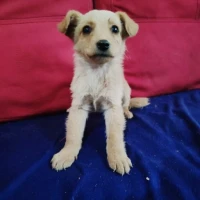 Adopta a Cometa