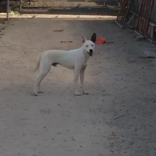 Benji